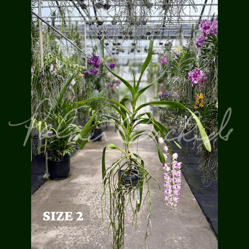 Aerides lawrenceae — Palmer Orchids